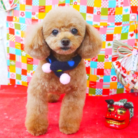 【山手店】2018年1月15日のワンちゃん達♪