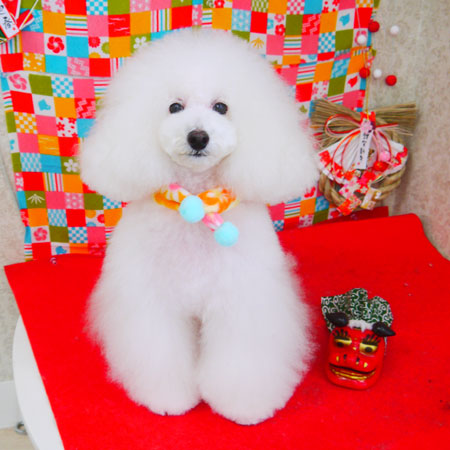 【山手店】2018年1月18日のワンちゃん達♪