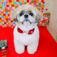 【山手店】2018年1月19日のワンちゃん達♪