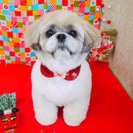 【山手店】2018年1月19日のワンちゃん達♪