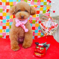 【山手店】2018年1月21日のワンちゃん達♪