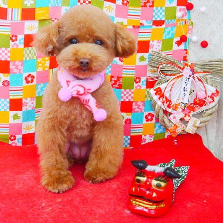 【山手店】2018年1月21日のワンちゃん達♪