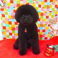 【山手店】2018年1月22日のワンちゃん達♪