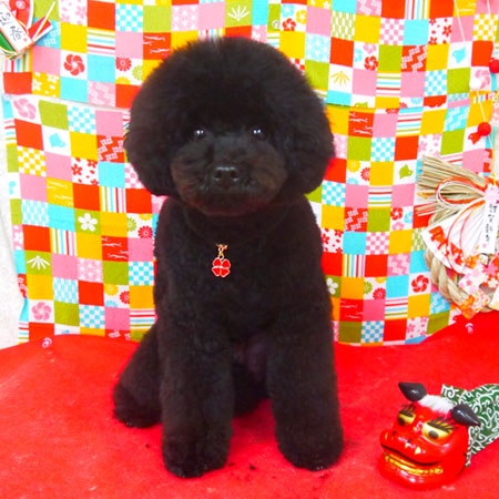 【山手店】2018年1月22日のワンちゃん達♪