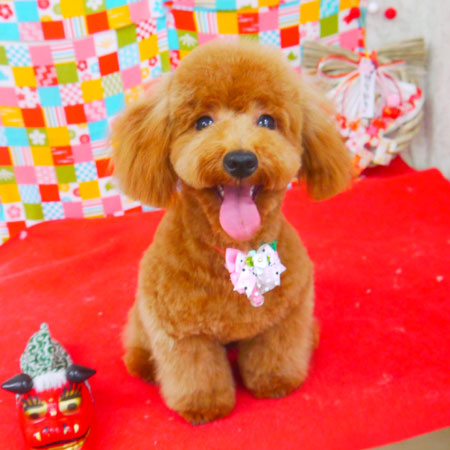 【山手店】2018年1月24日のワンちゃん達♪