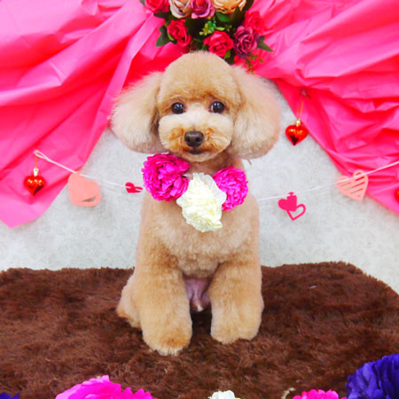 【山手店】2019年1月25日のワンちゃん達♪