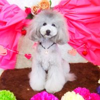 【山手店】2018年1月26日のワンちゃん達♪