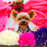 【山手店】2018年1月27日のワンちゃん達♪