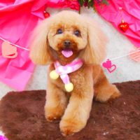 【山手店】2018年1月29日のワンちゃん達♪