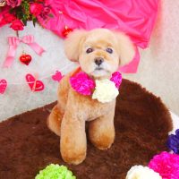 【山手店】2018年1月31日のワンちゃん達♪