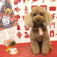 【本店】2018年1月12日のワンちゃん達♪　