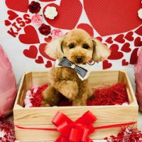 【池下店】2018年2月26日のワンちゃん達♪