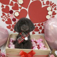 【池下店】2018年2月2日のワンちゃん達♪