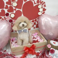 【池下店】2018年2月3日のワンちゃん達♪