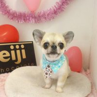 【本店】2018年2月1日のワンちゃん達♪