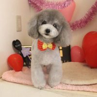 【本店】2018年2月2日のワンちゃん達♪