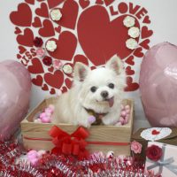 【池下店】2018年2月4日のワンちゃん達♪