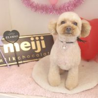 【本店】2018年2月3日のワンちゃん達♪