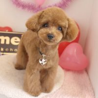 【本店】2018年2月4日のワンちゃん達♪