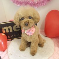 【本店】2018年2月5日のワンちゃん達♪