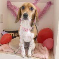 【本店】2018年2月7日のワンちゃん達♪