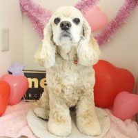 【本店】2018年2月8日のワンちゃん達♪