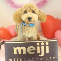 【本店】2018年2月9日のワンちゃん達♪