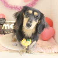 【本店】2018年2月10日のワンちゃん達♪