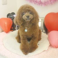 【本店】2018年2月11日のワンちゃん達♪