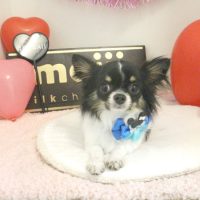 【本店】2018年2月12日のワンちゃん達♪