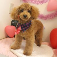 【本店】2018年2月14日のワンちゃん達♪