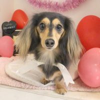 【本店】2018年2月15日のワンちゃん達♪