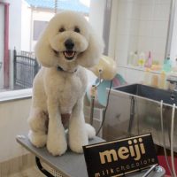 【本店】2018年2月16日のワンちゃん達♪