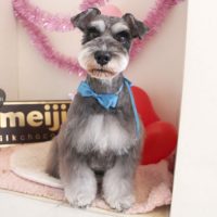 【本店】2018年2月17日のワンちゃん達♪