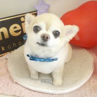 【本店】2018年2月18日のワンちゃん達♪