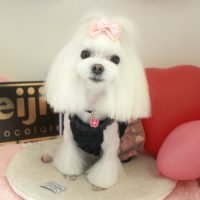 【本店】2018年2月19日のワンちゃん達♪