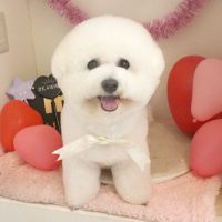 【本店】2018年2月21日のワンちゃん達♪