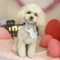 【本店】2018年2月22日のワンちゃん達♪