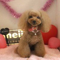 【本店】2018年2月23日のワンちゃん達♪