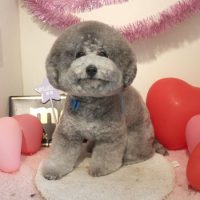 【本店】2018年2月24日のワンちゃん達♪