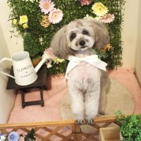 【本店】2018年2月25日のワンちゃん達♪