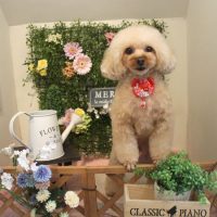 【本店】2018年2月26日のワンちゃん達♪