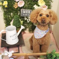 【本店】2018年2月28日のワンちゃん達♪