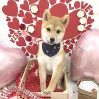 【池下店】2018年2月25日のワンちゃん達♪