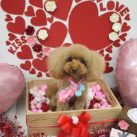 【池下店】2018年2月5日のワンちゃん達♪