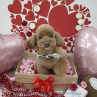 【池下店】2018年2月8日のワンちゃん達♪