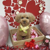 【池下店】2018年2月9日のワンちゃん達♪