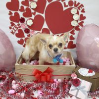 【池下店】2018年2月10日のワンちゃん達♪