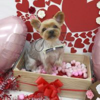 【池下店】2018年2月11日のワンちゃん達♪