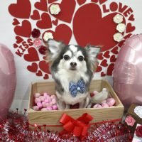 【池下店】2018年2月12日のワンちゃん達♪